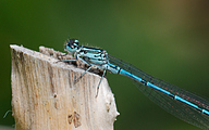 AS Azure Bluet (Male, Coenagrion puella)